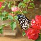 Srilankan Butterfly