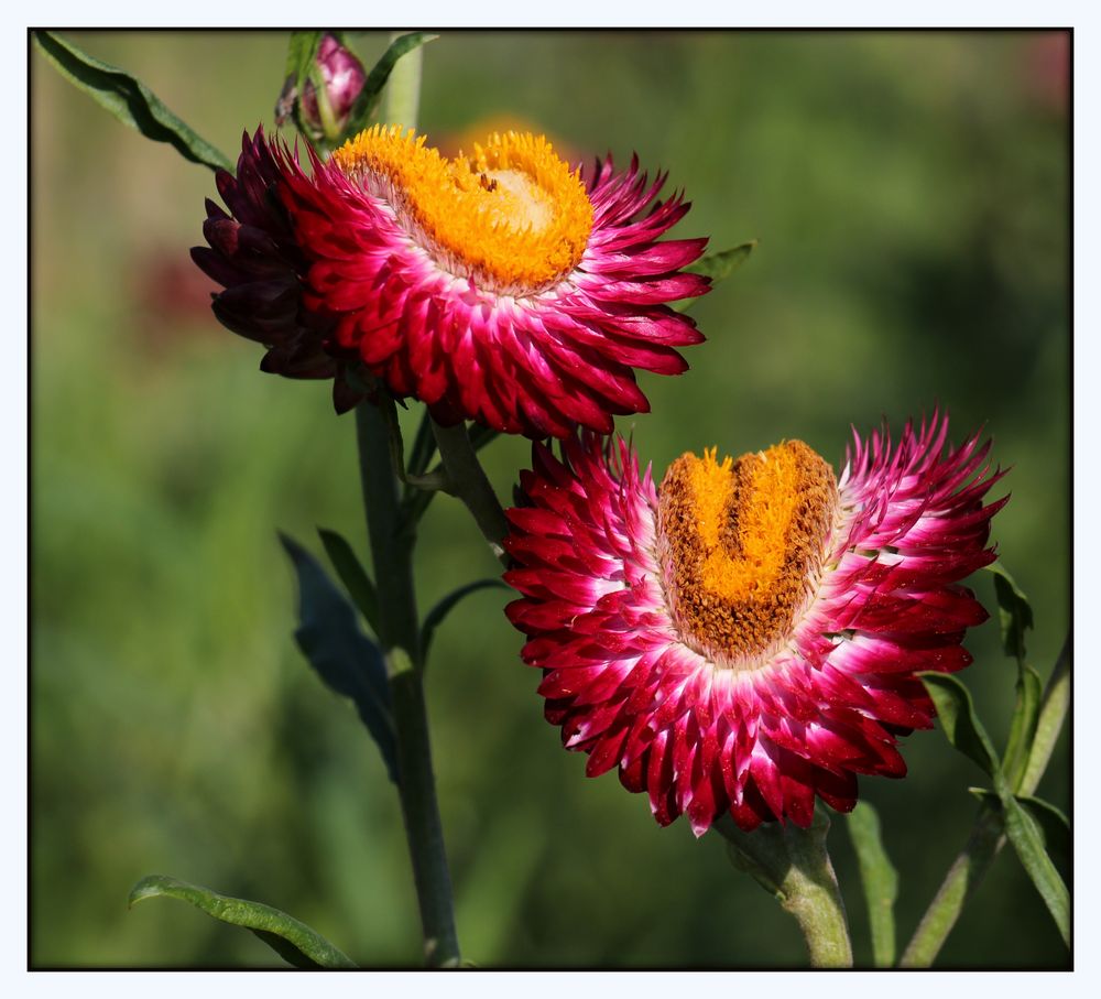 Srohblumen Pärchen