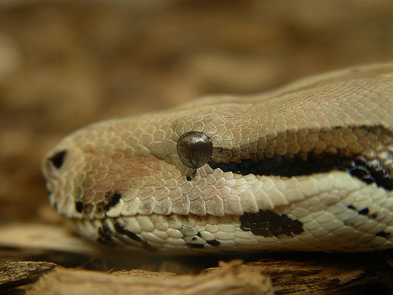 Sssssnake Eye