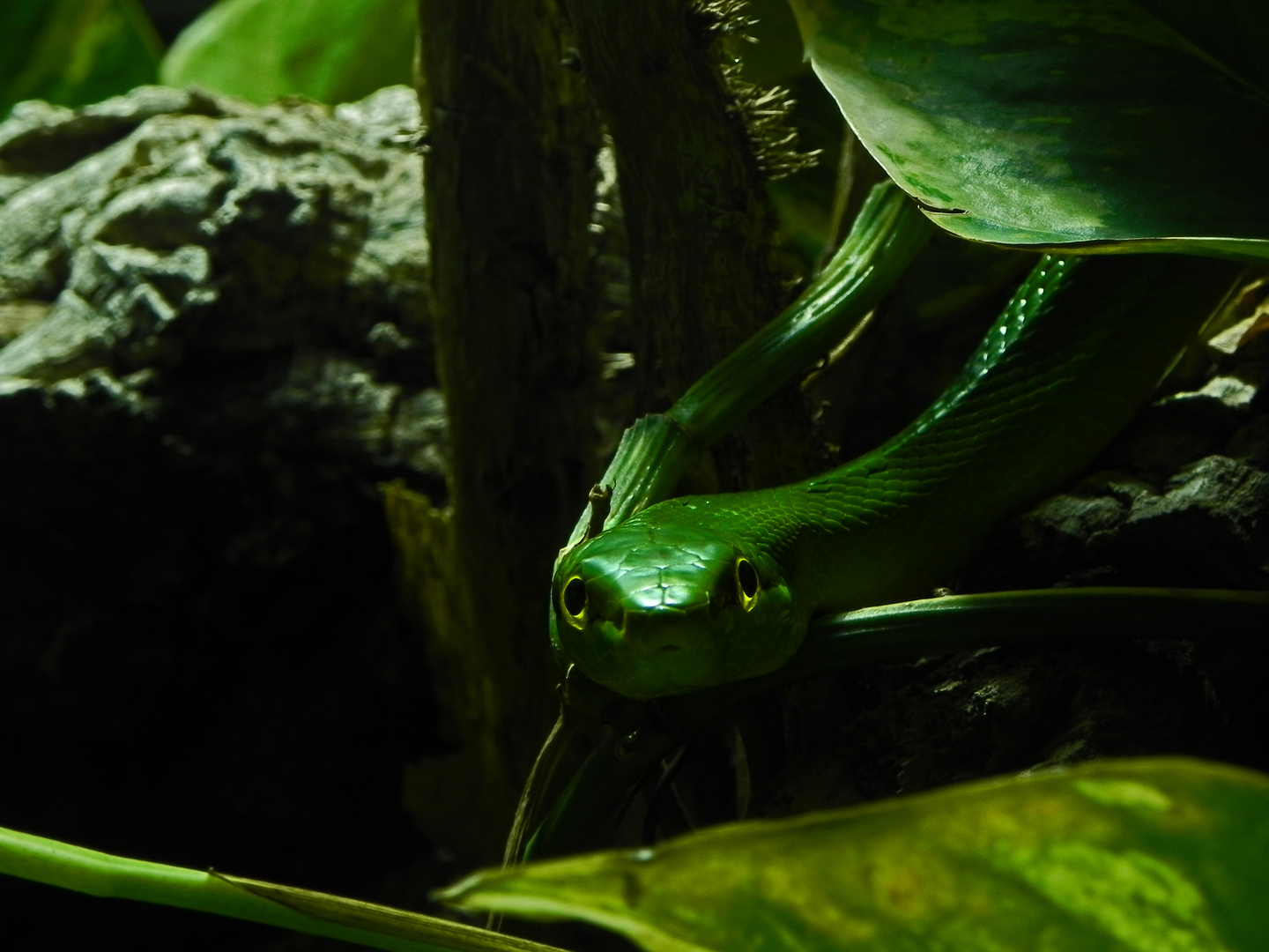 Sssssschau mir in die Augen!