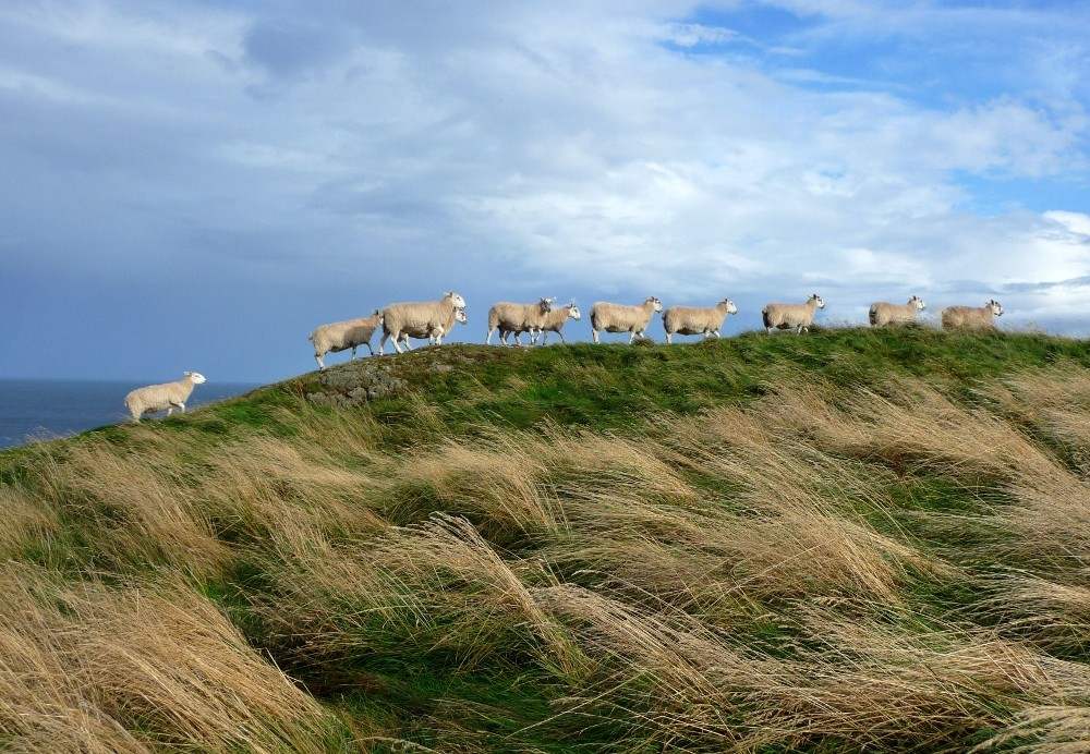 St. Abbs Head