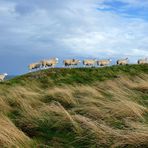 St. Abbs Head