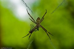 St. Andrews Cross Spider