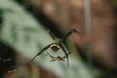 St Andrew`s Cross Spiders  Kerle lieben es gefährlich...