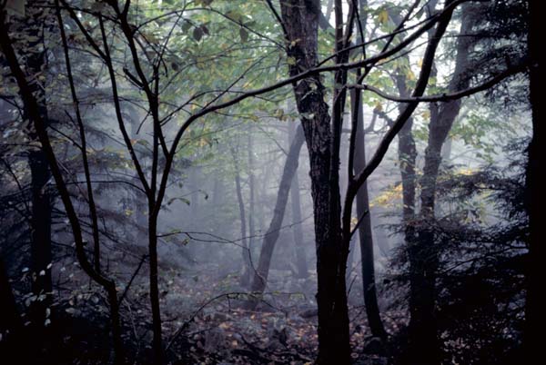 St. Anthonies Wilderness