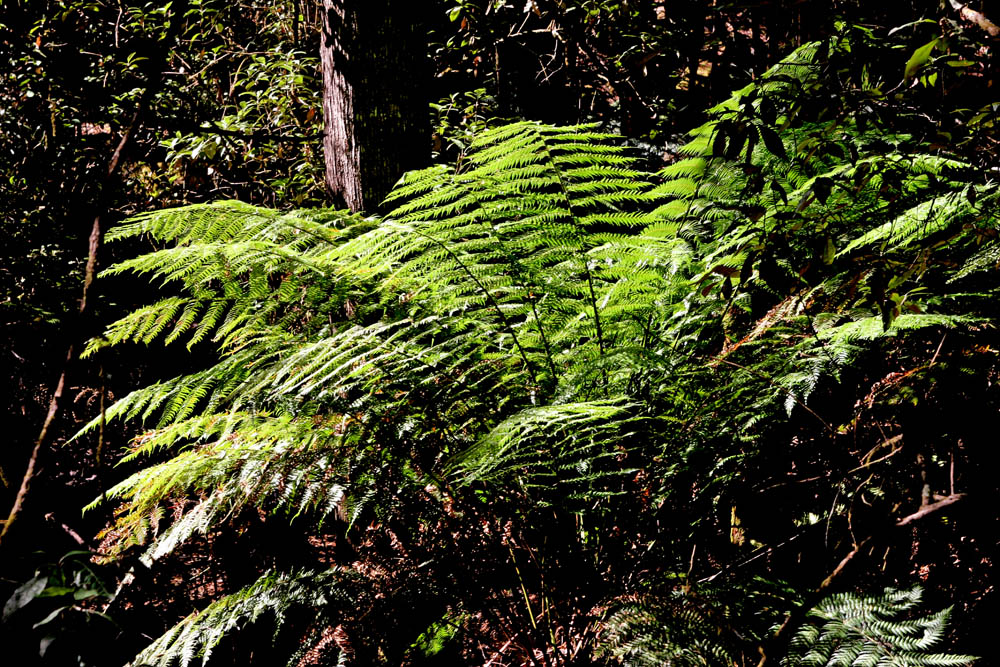 , St Clair National Park,Tasmania (1)