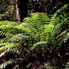 , St Clair National Park,Tasmania (1)