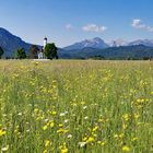 St. Coloman im Blütenmeer!