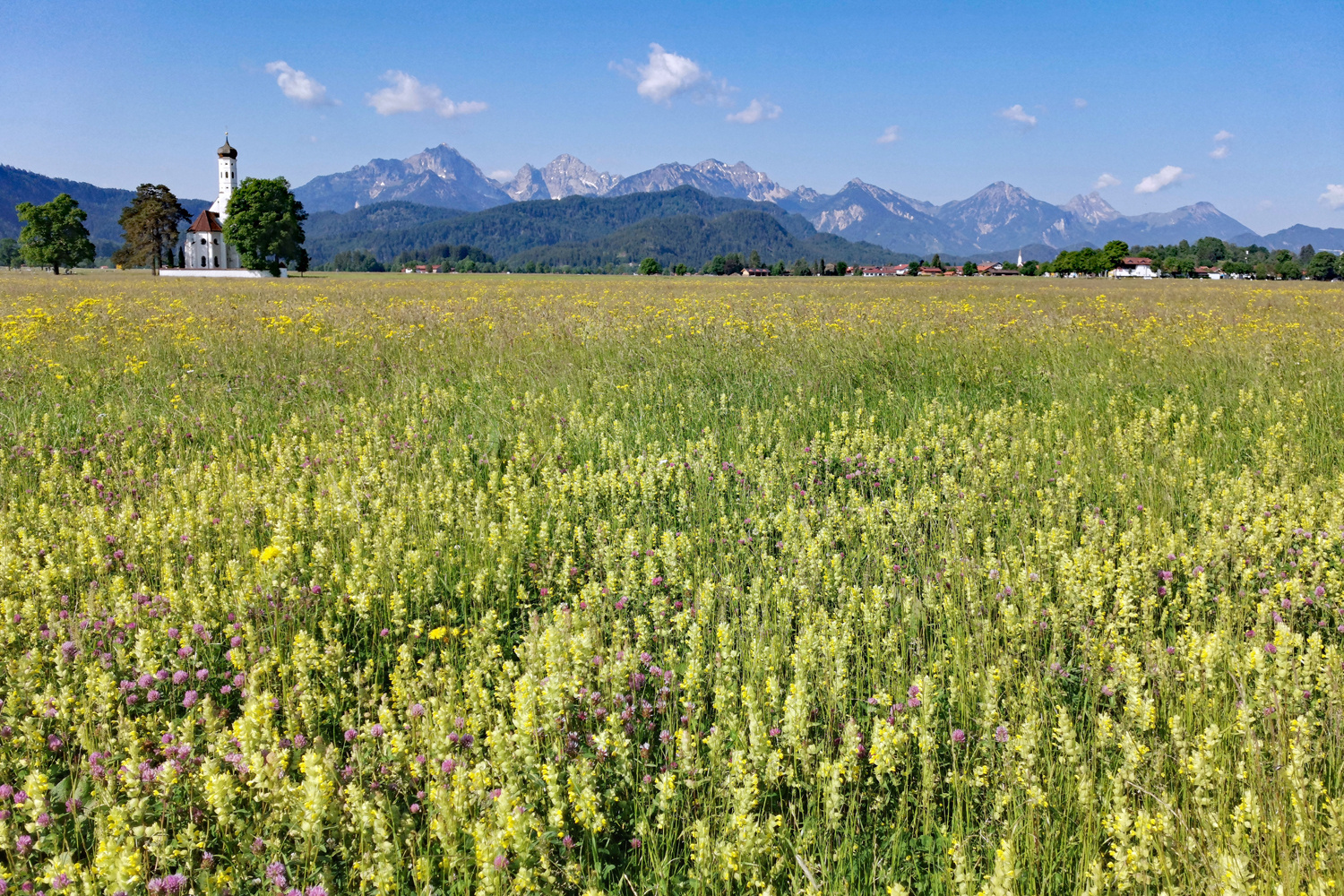 St. Coloman im Blütenmeer!