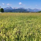 St. Coloman im Blütenmeer!