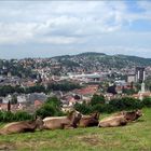 St. Gallen, die Stadt im grünen Ring