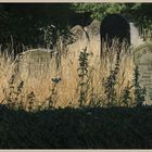 St Gregory Churchyard 9