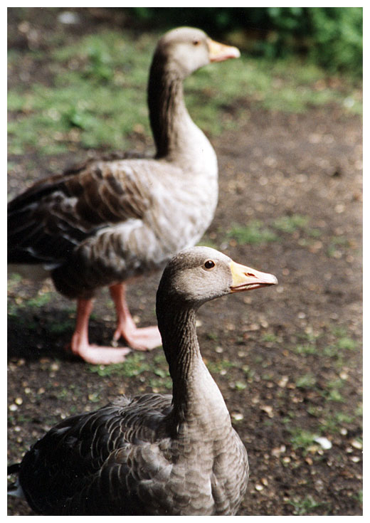 st. james` park gänse