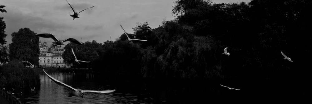 St. James Park (London) di Fabrizio Liuzzi 