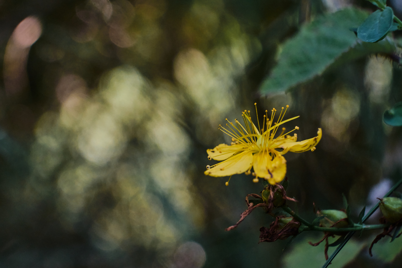 St. Johns Wort