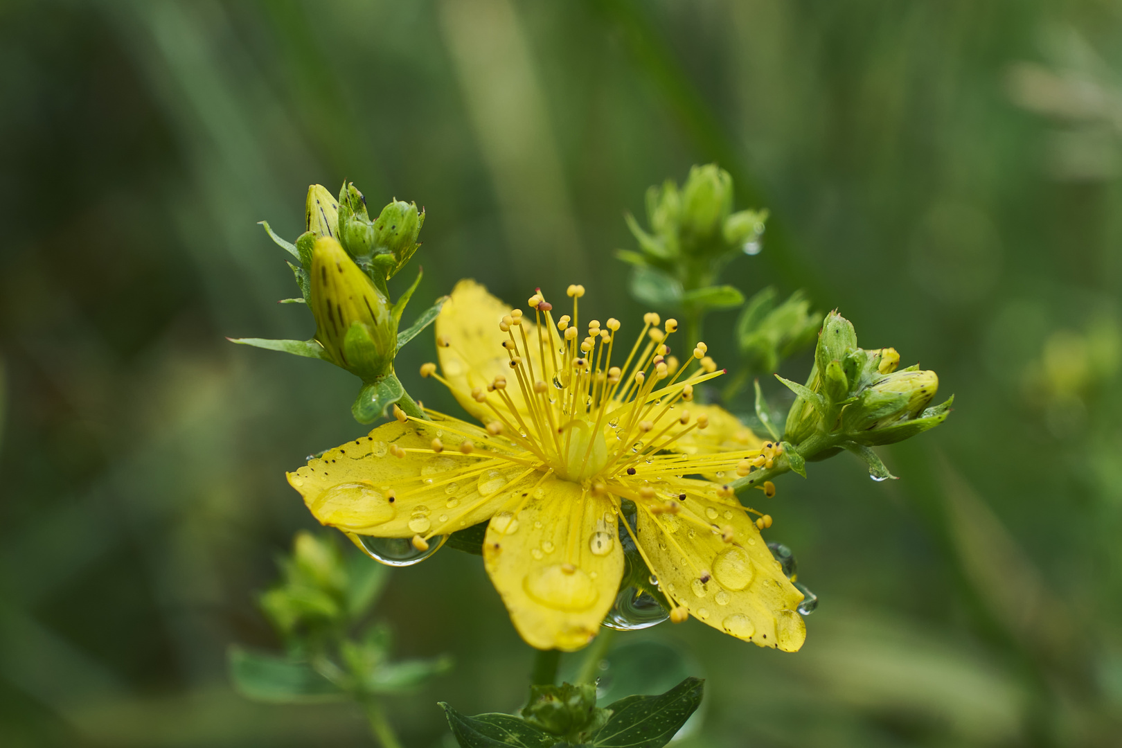 St. Johns Wort