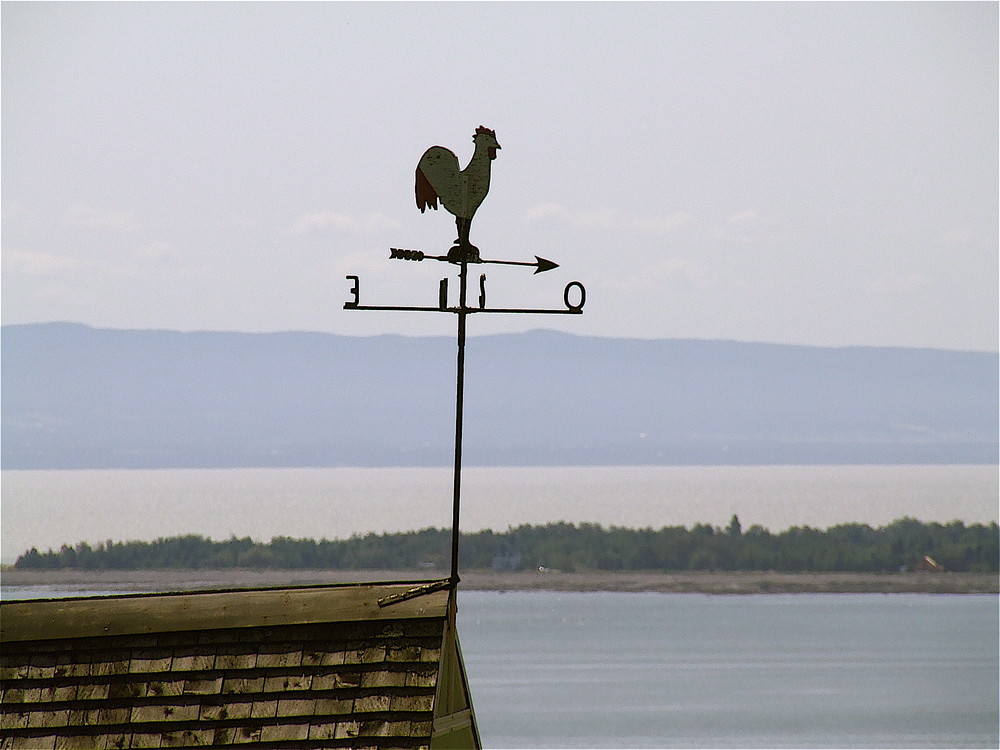 St-Laurence river rooster