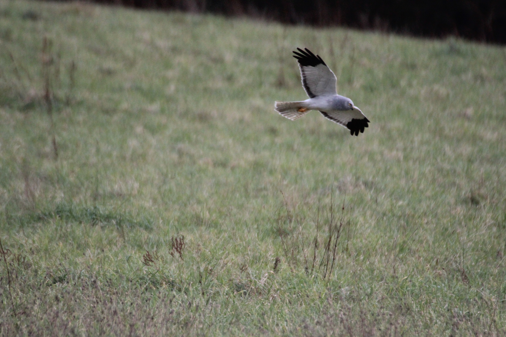 st martin en chasse !