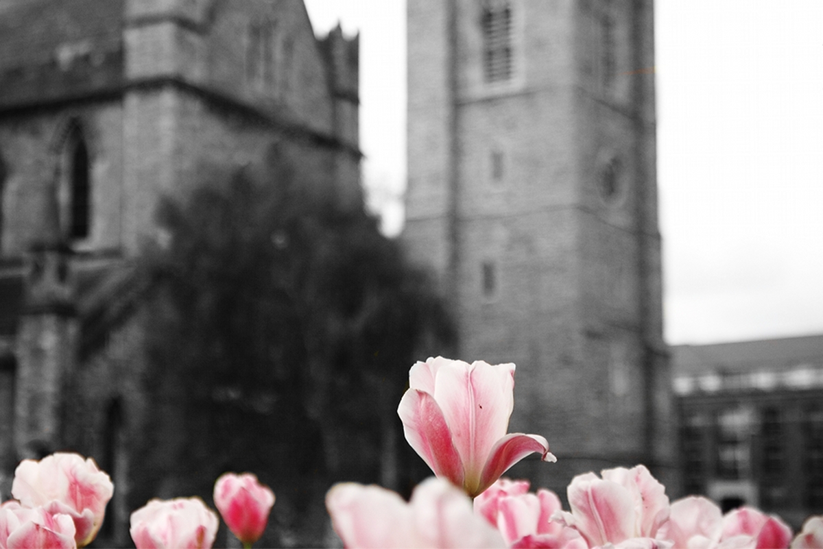 St. Patrick's Cathedral