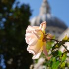 St. Pauls Cathedral, mit Rose