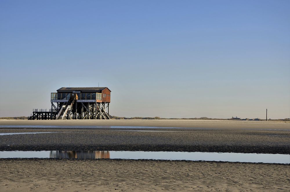 St. Peter Ording, die Silbermöve im November