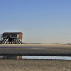 St. Peter Ording, die Silbermöve im November