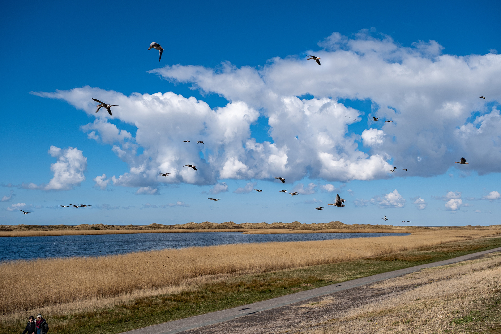 St. Peter Ording - Wolkengänse