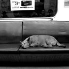 St.-Petersburg. Obdachlos