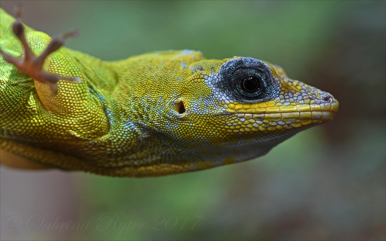 St. Vincent-Anolis (2)