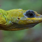 St. Vincent-Anolis (2)