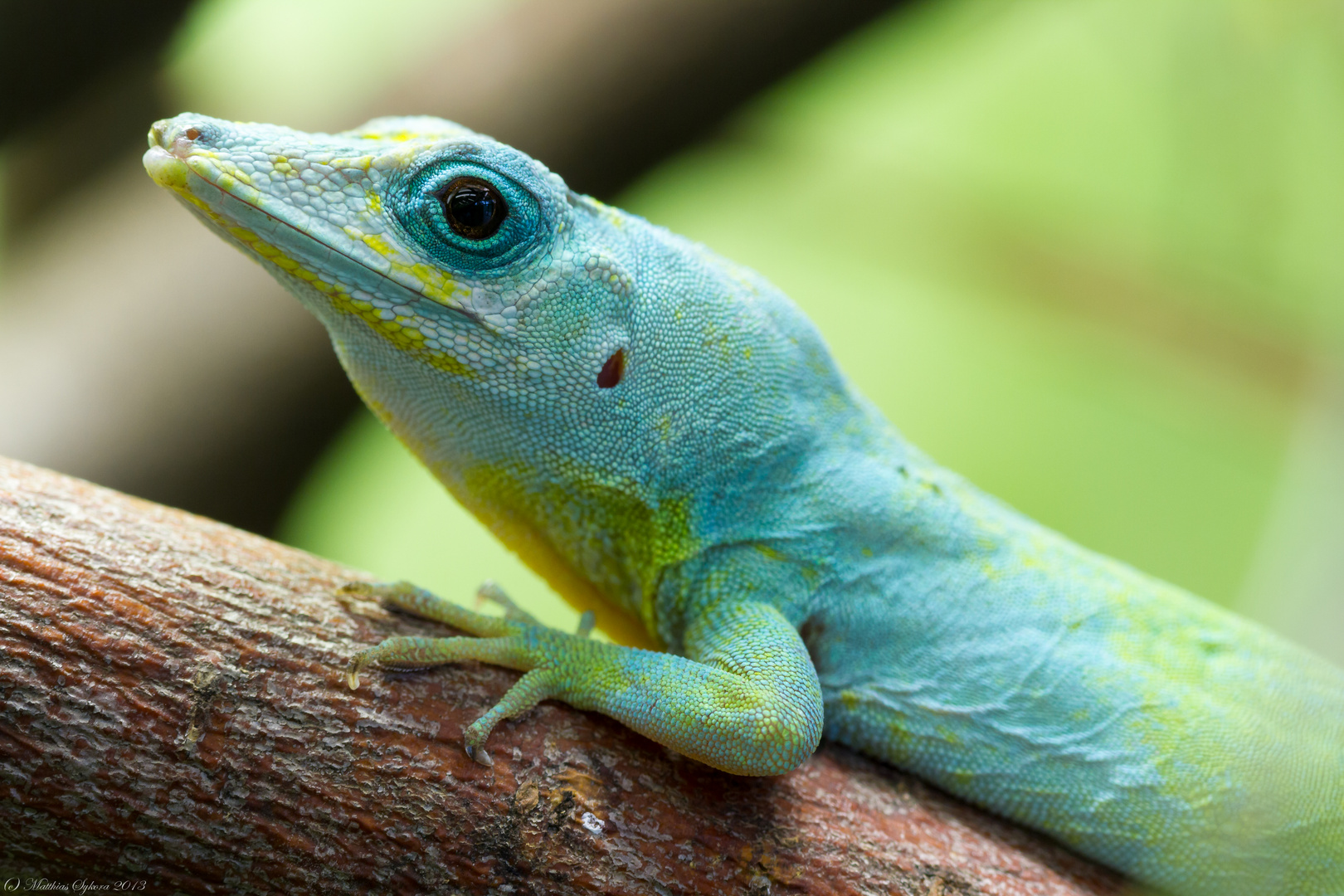 St. Vincent Anolis Foto & Bild tiere, zoo, wildpark & falknerei