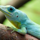 St. Vincent Anolis