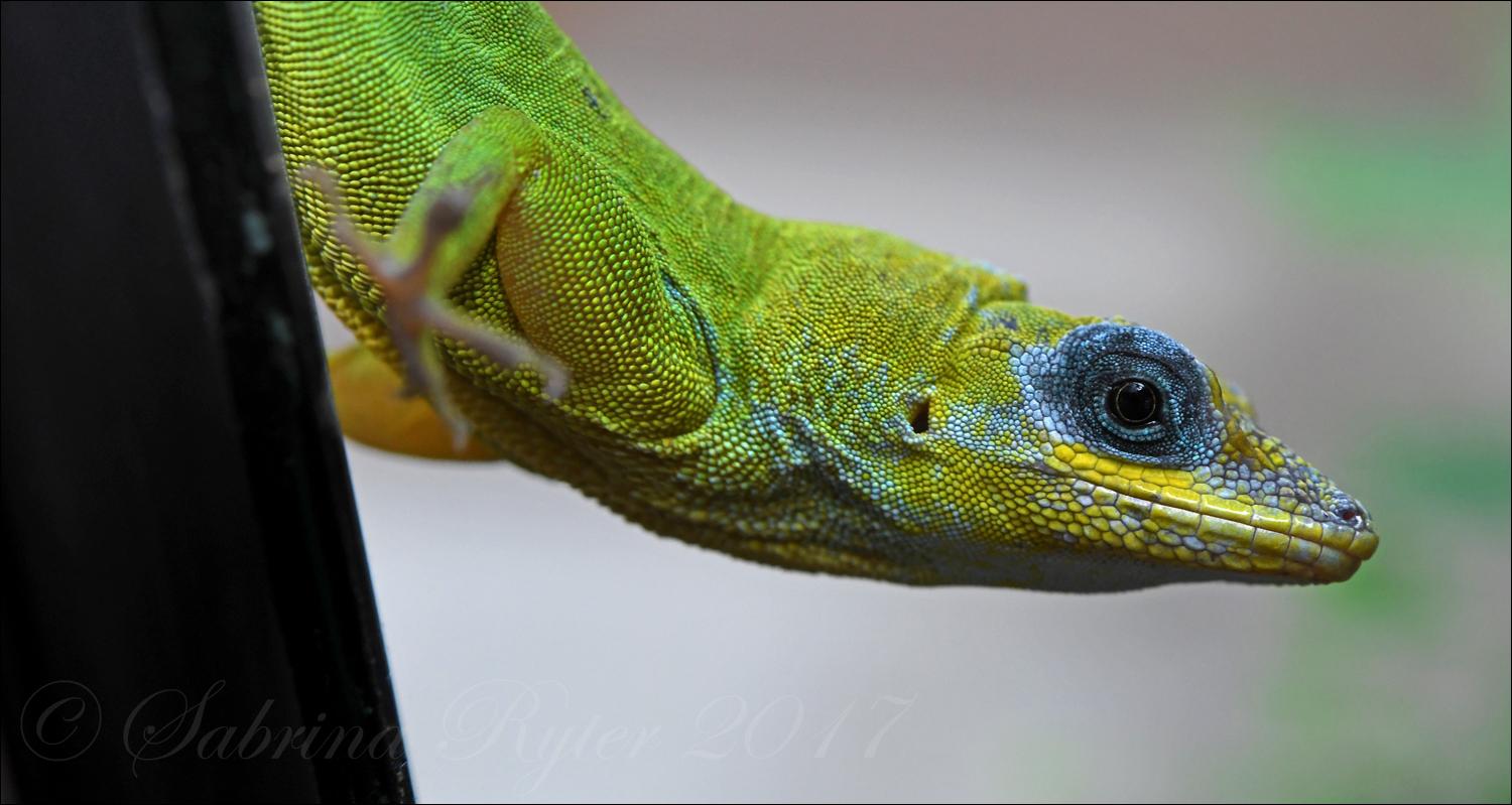 St. Vincent-Anolis