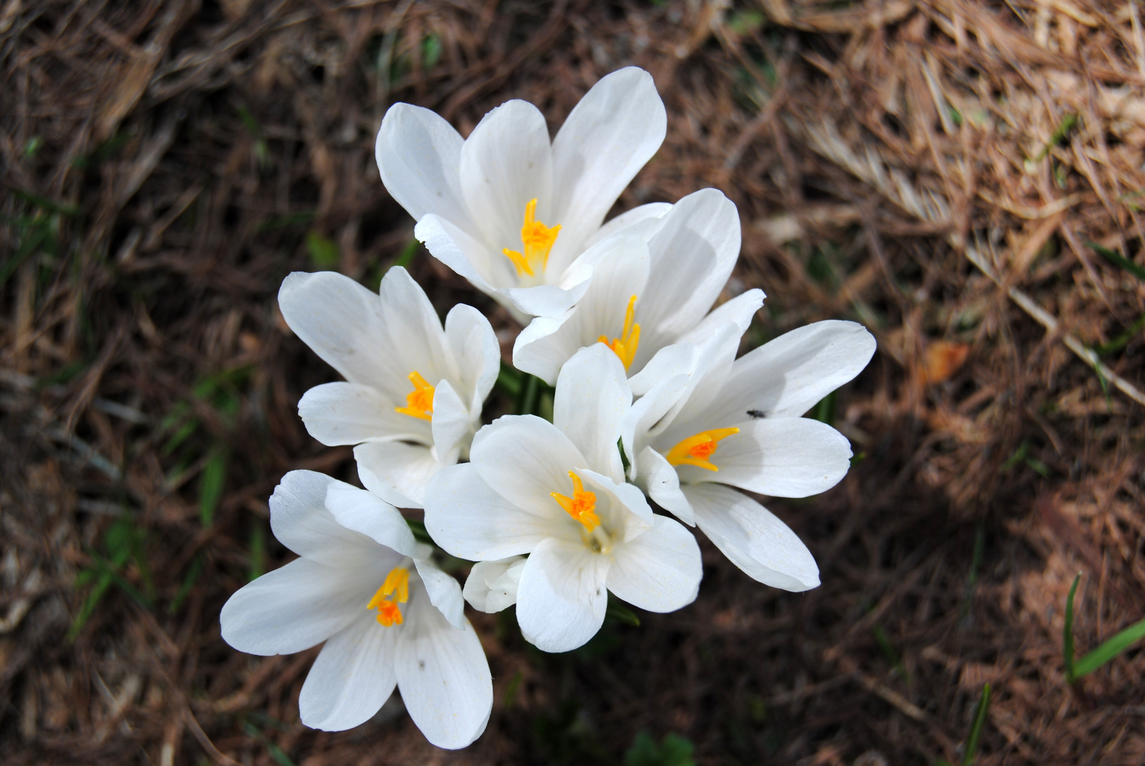 sta arrivando la primavera