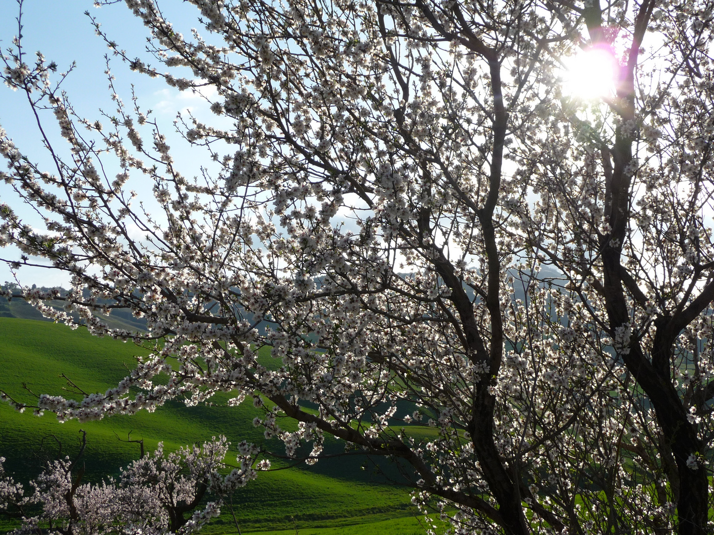 sta arrivando la primavera