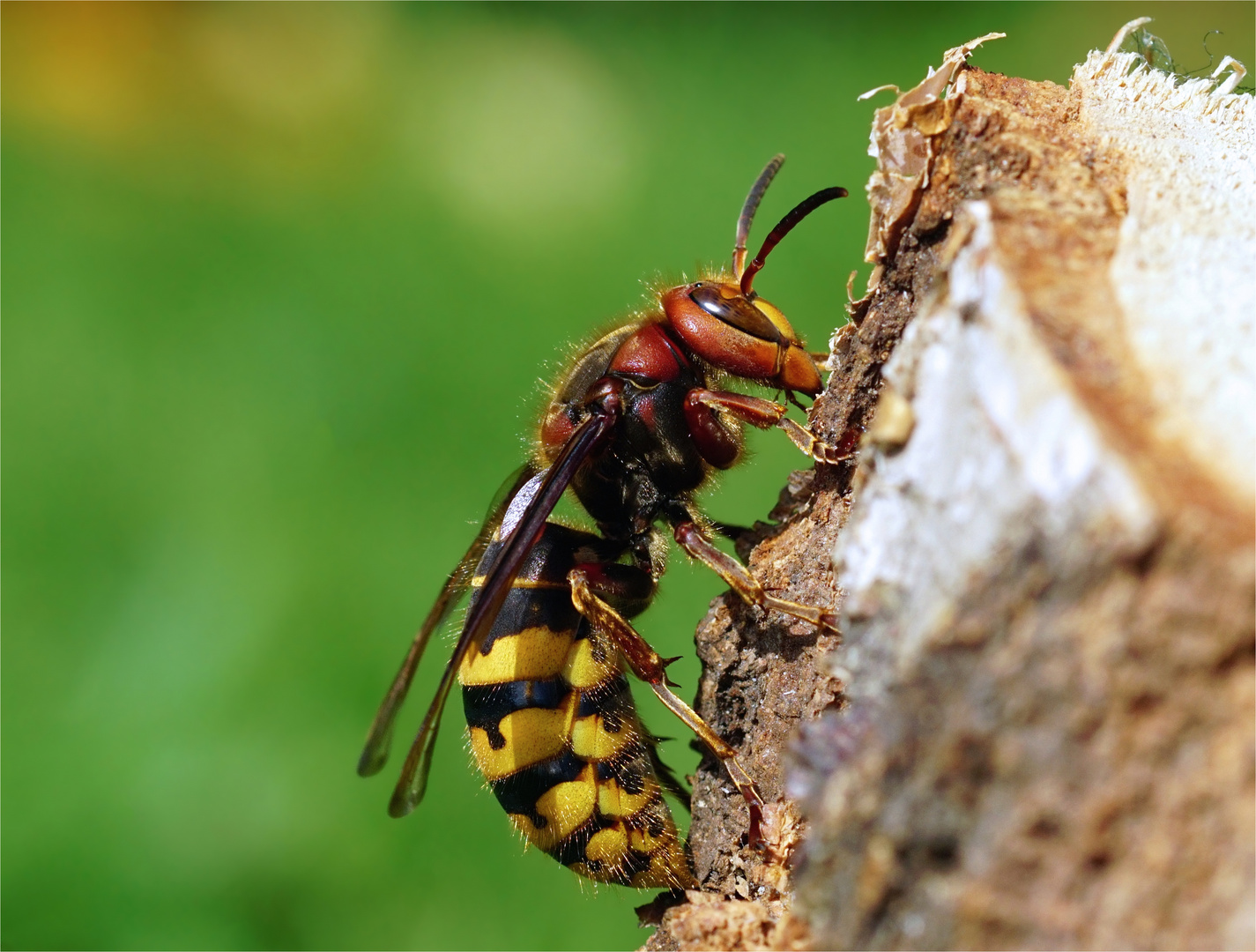 Staatsoberhäuptin - Hornissenkönigin! Vespa crabro germana