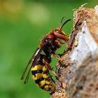 Staatsoberhäuptin - Hornissenkönigin! Vespa crabro germana