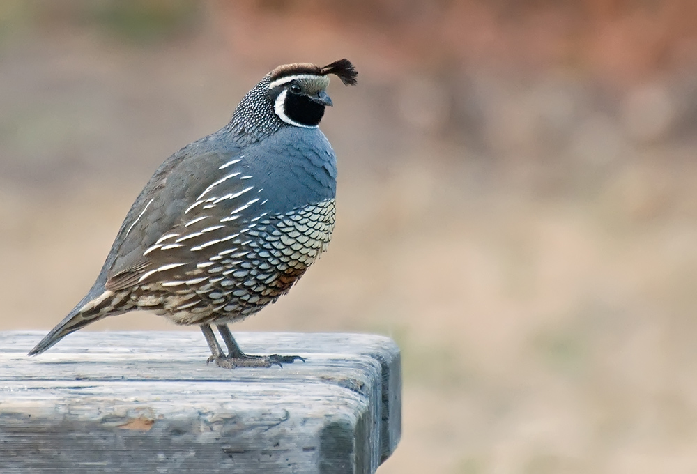 Staatsvogel von Kalifornien