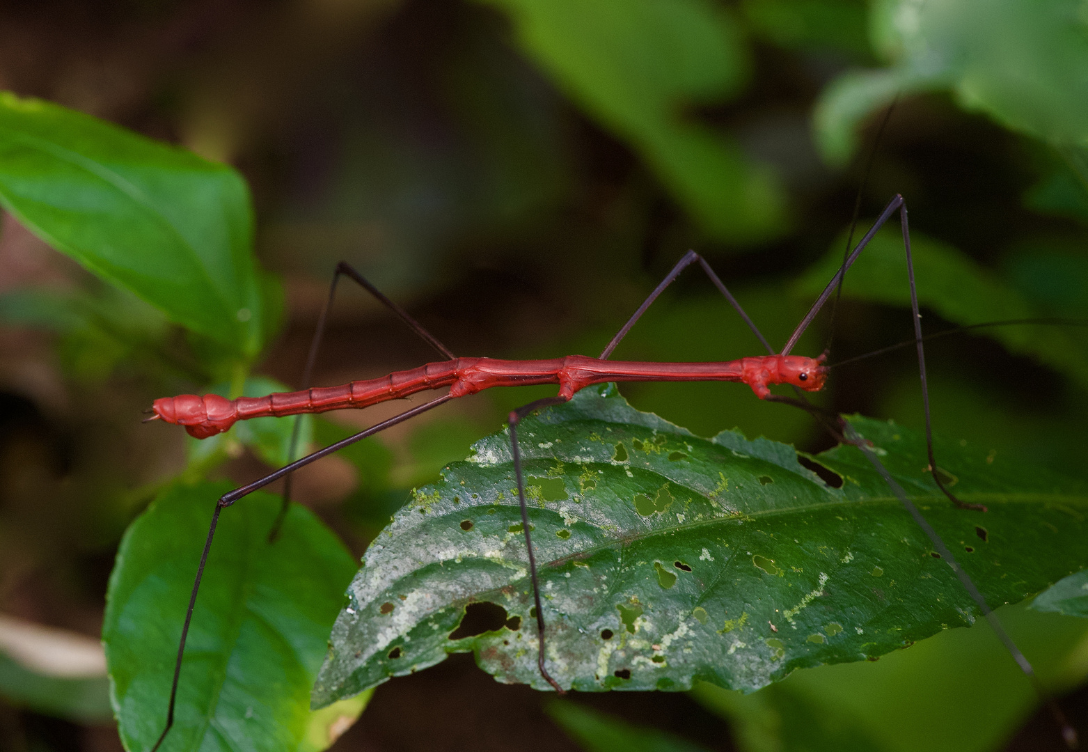 Stabheuschrecke aus dem Tieflandregenwald von Peru