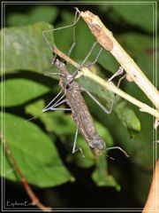 Stabheuschrecke im Amazonas-Dschungel................