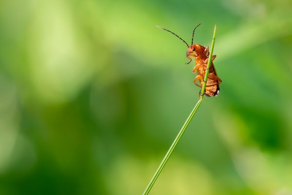 Stabhochspringer ;-)