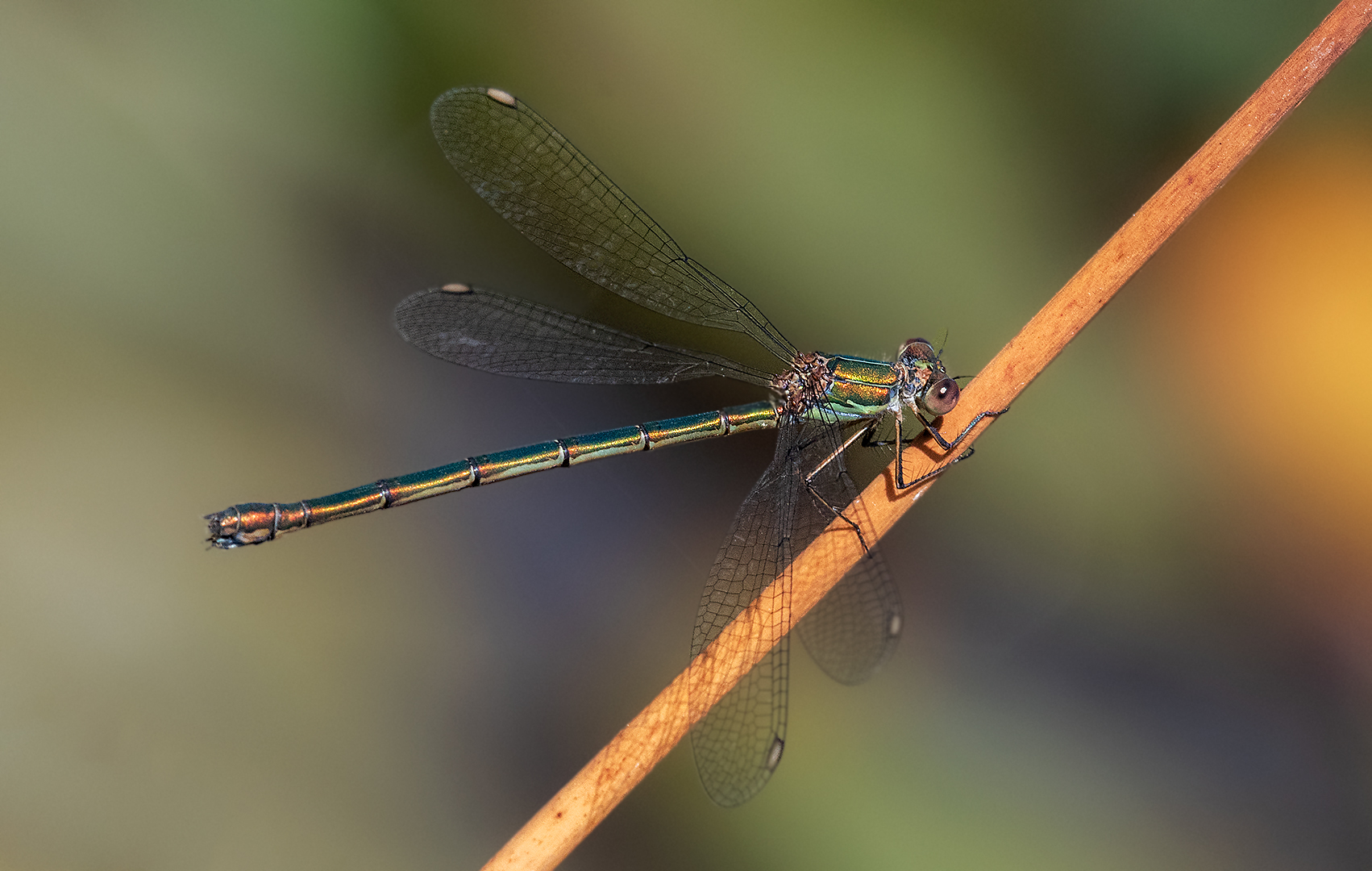 Stablibelle Weibchen 001 