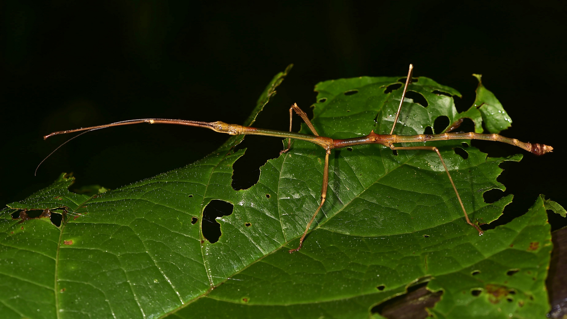 Stabschrecke aus dem Bergregenwald von Borneo