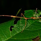 Stabschrecke aus dem Bergregenwald von Borneo