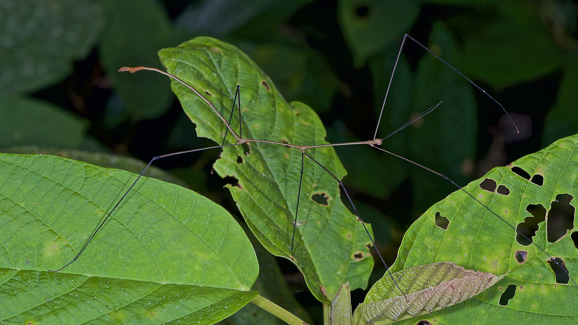 Stabschrecke aus dem Regenwald von Borneo