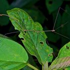 Stabschrecke aus dem Regenwald von Borneo