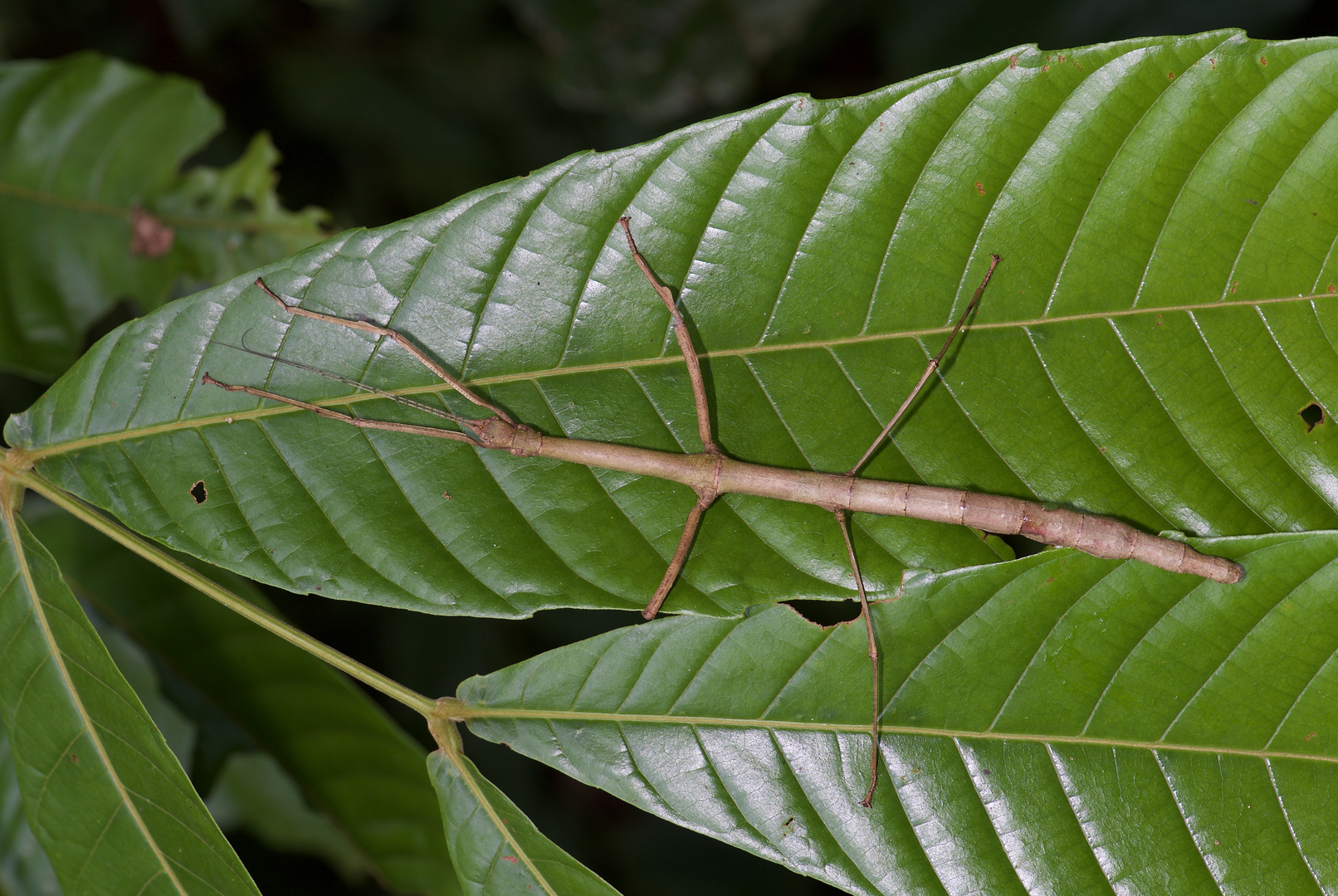 Stabschrecke aus dem Regenwald von Borneo 