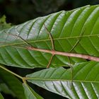 Stabschrecke aus dem Regenwald von Borneo 