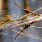 Stabwanze  oder auch Wassernadel (Ranatra linearis)