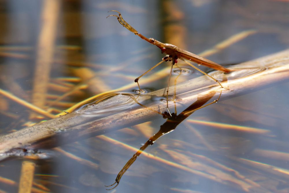 Stabwanze  oder auch Wassernadel (Ranatra linearis)